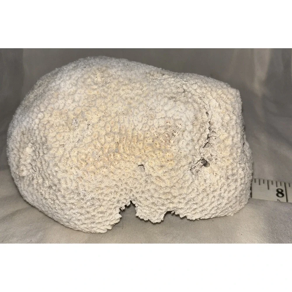 Star Brain Coral Fossil‎ Display/aquarium Decor Piece 6x7x4